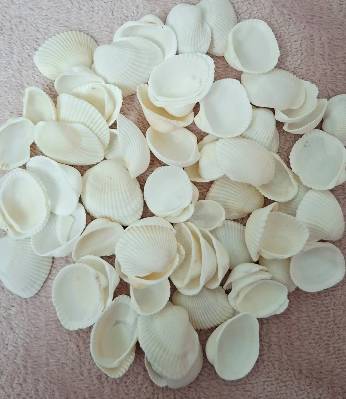 deniz kabuğu beyaz 500gr. - thelavendercandle.com
