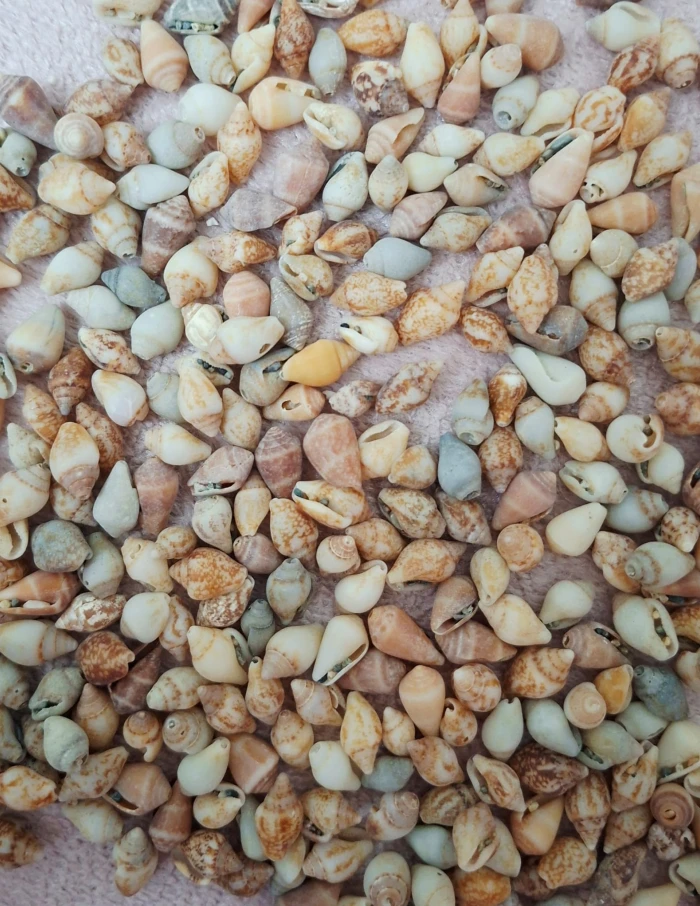 deniz kabuğu karışık 100gr. - thelavendercandle.com