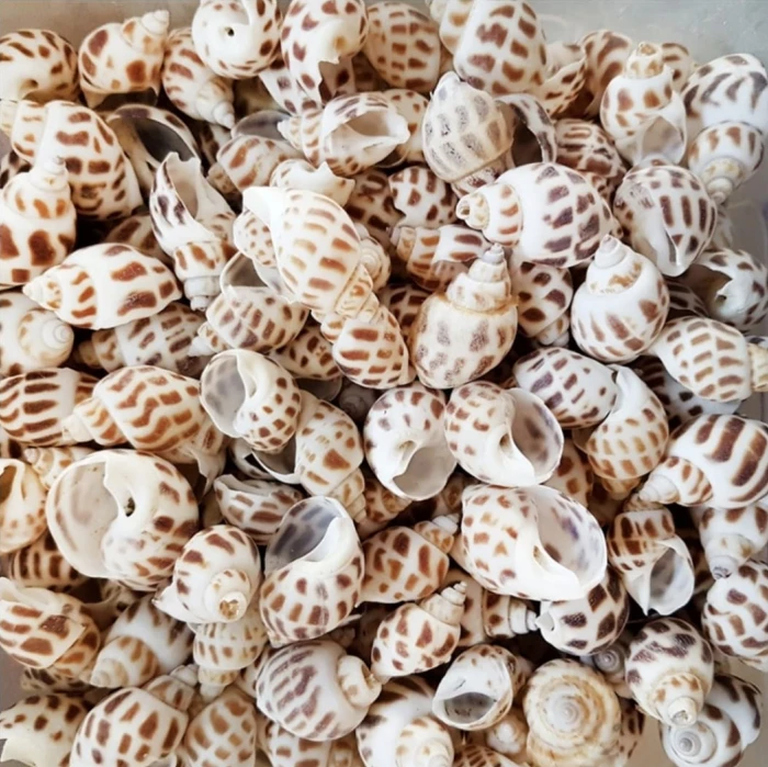 deniz kabuğu noktalı 100gr. - thelavendercandle.com